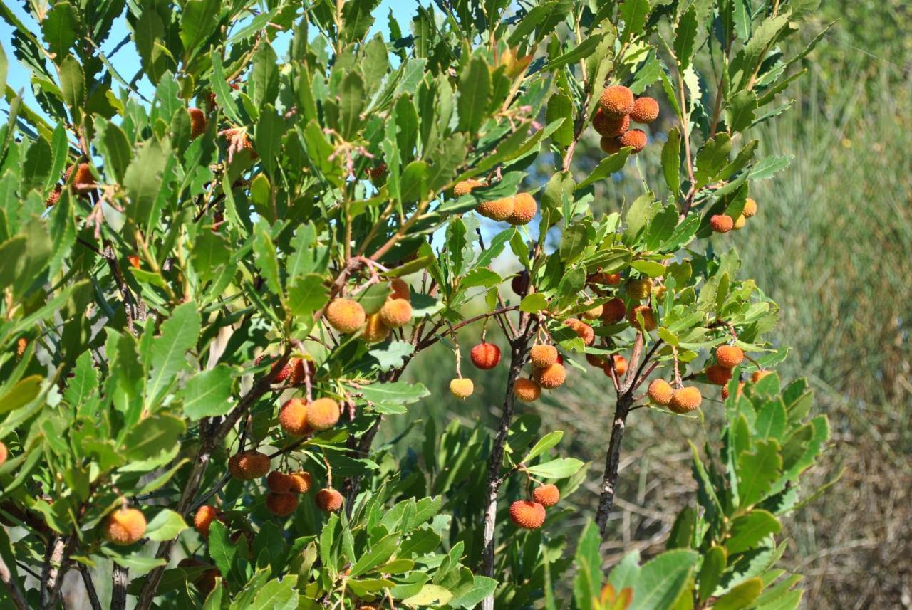 La Casa Di Spinosella Διαμέρισμα Valledoria  Εξωτερικό φωτογραφία